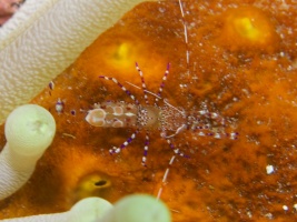 Spotted Cleaner Shrimp IMG 4570